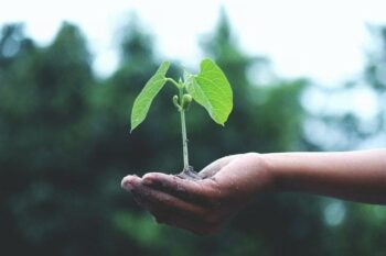 The Importance of Green Policies in Accounting